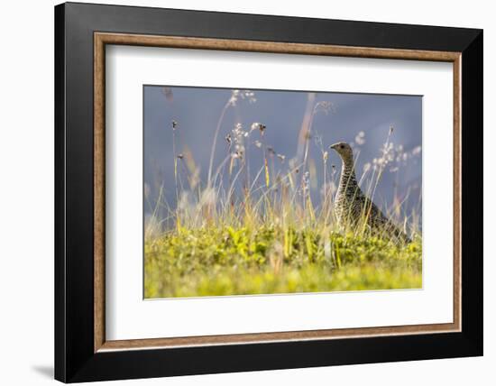 An Adult Female Willow Ptarmigan (Lagopus Lagopus) in Summer Plumage on the Snaefellsnes Peninsula-Michael Nolan-Framed Photographic Print