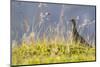 An Adult Female Willow Ptarmigan (Lagopus Lagopus) in Summer Plumage on the Snaefellsnes Peninsula-Michael Nolan-Mounted Photographic Print