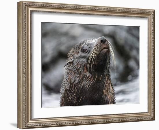 An adult Galapagos fur seal (Arctocephalus galapagoensis), Santiago Island, Galapagos, Ecuador-Michael Nolan-Framed Photographic Print