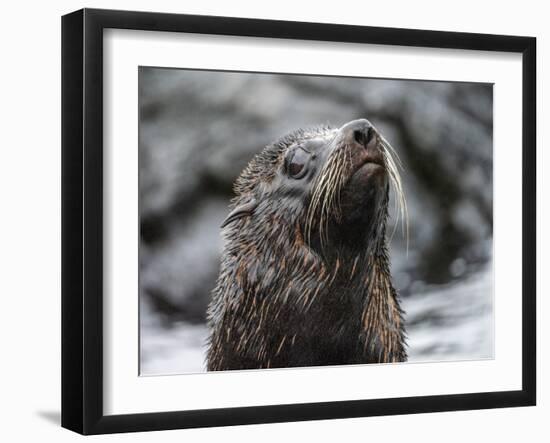 An adult Galapagos fur seal (Arctocephalus galapagoensis), Santiago Island, Galapagos, Ecuador-Michael Nolan-Framed Photographic Print