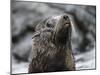 An adult Galapagos fur seal (Arctocephalus galapagoensis), Santiago Island, Galapagos, Ecuador-Michael Nolan-Mounted Photographic Print