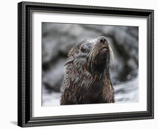 An adult Galapagos fur seal (Arctocephalus galapagoensis), Santiago Island, Galapagos, Ecuador-Michael Nolan-Framed Photographic Print