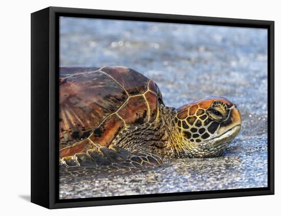 An adult green sea turtle (Chelonia mydas) in its orange morph, Fernandina Island, Galapagos-Michael Nolan-Framed Premier Image Canvas