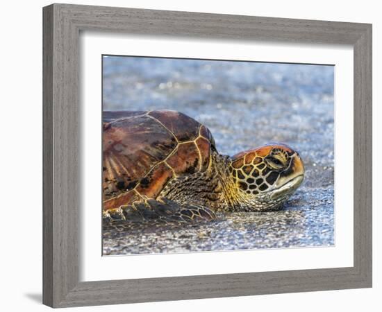 An adult green sea turtle (Chelonia mydas) in its orange morph, Fernandina Island, Galapagos-Michael Nolan-Framed Photographic Print