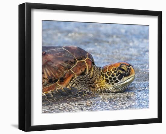 An adult green sea turtle (Chelonia mydas) in its orange morph, Fernandina Island, Galapagos-Michael Nolan-Framed Photographic Print