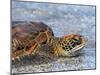 An adult green sea turtle (Chelonia mydas) in its orange morph, Fernandina Island, Galapagos-Michael Nolan-Mounted Photographic Print