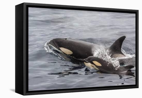 An Adult Killer Whale (Orcinus Orca) Surfaces Next to a Calf Off the Cumberland Peninsula-Michael Nolan-Framed Premier Image Canvas