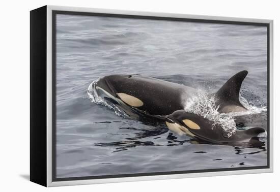 An Adult Killer Whale (Orcinus Orca) Surfaces Next to a Calf Off the Cumberland Peninsula-Michael Nolan-Framed Premier Image Canvas