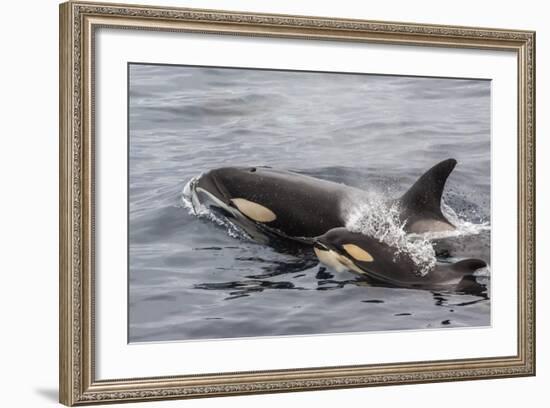 An Adult Killer Whale (Orcinus Orca) Surfaces Next to a Calf Off the Cumberland Peninsula-Michael Nolan-Framed Photographic Print