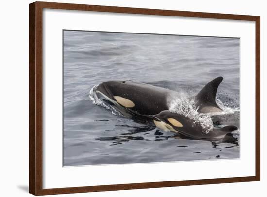 An Adult Killer Whale (Orcinus Orca) Surfaces Next to a Calf Off the Cumberland Peninsula-Michael Nolan-Framed Photographic Print