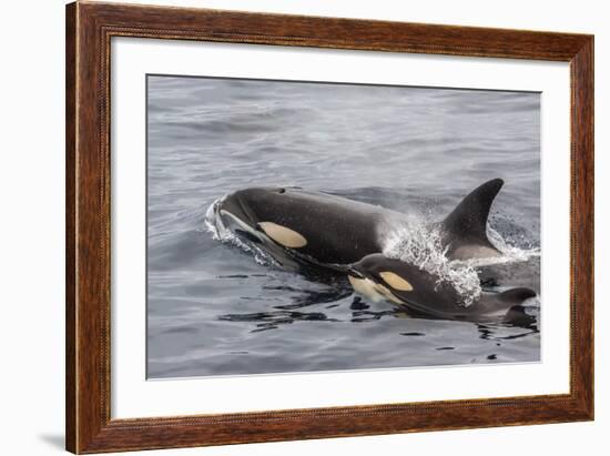 An Adult Killer Whale (Orcinus Orca) Surfaces Next to a Calf Off the Cumberland Peninsula-Michael Nolan-Framed Photographic Print