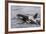 An Adult Killer Whale (Orcinus Orca) Surfaces Next to a Calf Off the Cumberland Peninsula-Michael Nolan-Framed Photographic Print