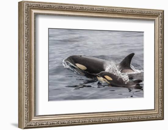 An Adult Killer Whale (Orcinus Orca) Surfaces Next to a Calf Off the Cumberland Peninsula-Michael Nolan-Framed Photographic Print