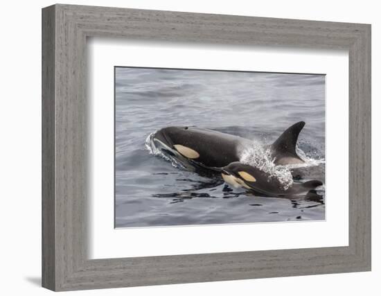 An Adult Killer Whale (Orcinus Orca) Surfaces Next to a Calf Off the Cumberland Peninsula-Michael Nolan-Framed Photographic Print