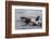 An Adult Killer Whale (Orcinus Orca) Surfaces Next to a Calf Off the Cumberland Peninsula-Michael Nolan-Framed Photographic Print