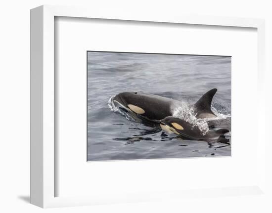 An Adult Killer Whale (Orcinus Orca) Surfaces Next to a Calf Off the Cumberland Peninsula-Michael Nolan-Framed Photographic Print