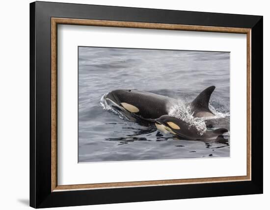 An Adult Killer Whale (Orcinus Orca) Surfaces Next to a Calf Off the Cumberland Peninsula-Michael Nolan-Framed Photographic Print