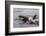 An Adult Killer Whale (Orcinus Orca) Surfaces Next to a Calf Off the Cumberland Peninsula-Michael Nolan-Framed Photographic Print