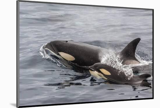 An Adult Killer Whale (Orcinus Orca) Surfaces Next to a Calf Off the Cumberland Peninsula-Michael Nolan-Mounted Photographic Print