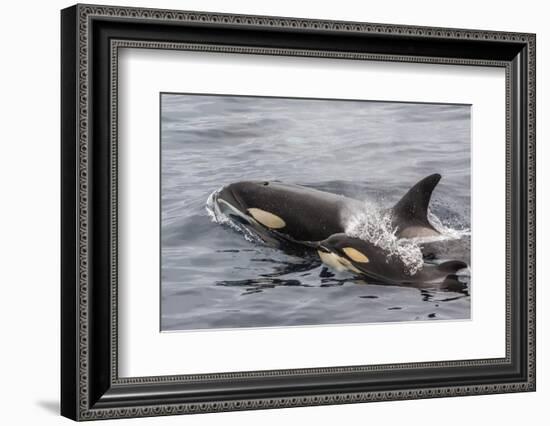 An Adult Killer Whale (Orcinus Orca) Surfaces Next to a Calf Off the Cumberland Peninsula-Michael Nolan-Framed Photographic Print