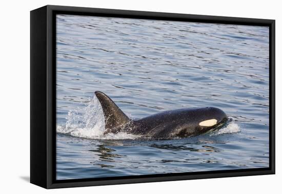 An Adult Killer Whale (Orcinus Orca) Surfacing in Glacier Bay National Park, Southeast Alaska-Michael Nolan-Framed Premier Image Canvas