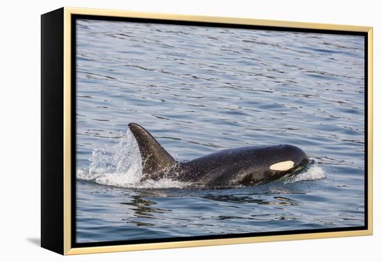 An Adult Killer Whale (Orcinus Orca) Surfacing in Glacier Bay National Park, Southeast Alaska-Michael Nolan-Framed Premier Image Canvas