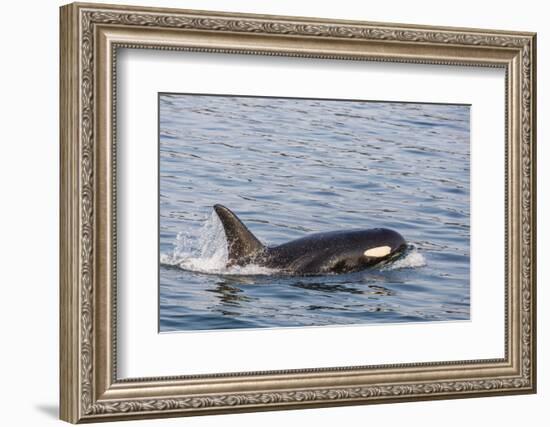 An Adult Killer Whale (Orcinus Orca) Surfacing in Glacier Bay National Park, Southeast Alaska-Michael Nolan-Framed Photographic Print