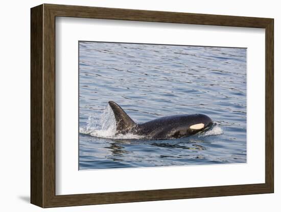 An Adult Killer Whale (Orcinus Orca) Surfacing in Glacier Bay National Park, Southeast Alaska-Michael Nolan-Framed Photographic Print