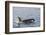 An Adult Killer Whale (Orcinus Orca) Surfacing in Glacier Bay National Park, Southeast Alaska-Michael Nolan-Framed Photographic Print