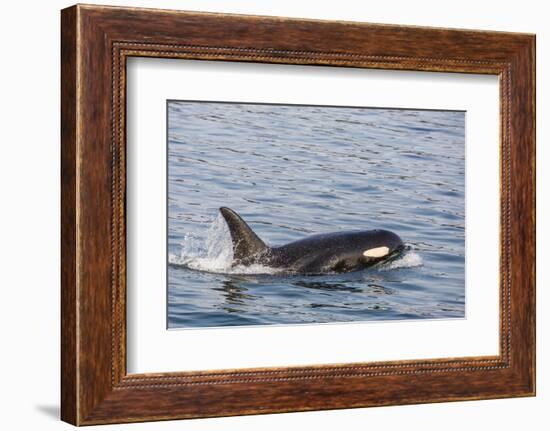 An Adult Killer Whale (Orcinus Orca) Surfacing in Glacier Bay National Park, Southeast Alaska-Michael Nolan-Framed Photographic Print