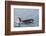 An Adult Killer Whale (Orcinus Orca) Surfacing in Glacier Bay National Park, Southeast Alaska-Michael Nolan-Framed Photographic Print