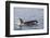 An Adult Killer Whale (Orcinus Orca) Surfacing in Glacier Bay National Park, Southeast Alaska-Michael Nolan-Framed Photographic Print