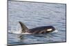 An Adult Killer Whale (Orcinus Orca) Surfacing in Glacier Bay National Park, Southeast Alaska-Michael Nolan-Mounted Photographic Print