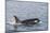 An Adult Killer Whale (Orcinus Orca) Surfacing in Glacier Bay National Park, Southeast Alaska-Michael Nolan-Mounted Photographic Print