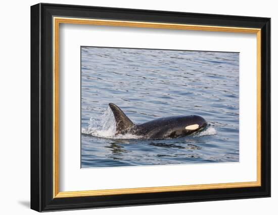 An Adult Killer Whale (Orcinus Orca) Surfacing in Glacier Bay National Park, Southeast Alaska-Michael Nolan-Framed Photographic Print