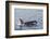 An Adult Killer Whale (Orcinus Orca) Surfacing in Glacier Bay National Park, Southeast Alaska-Michael Nolan-Framed Photographic Print