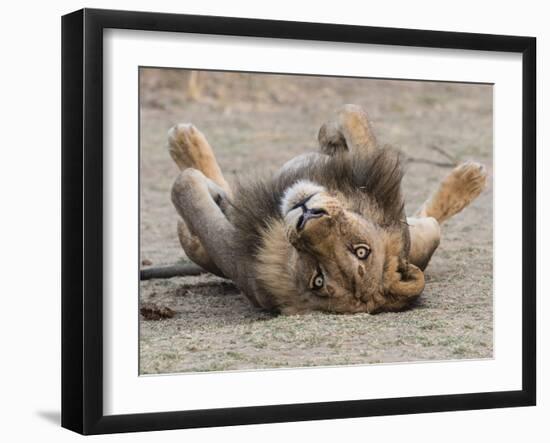 An adult male lion (Panthera leo), South Luangwa National Park, Zambia-Michael Nolan-Framed Photographic Print