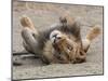 An adult male lion (Panthera leo), South Luangwa National Park, Zambia-Michael Nolan-Mounted Photographic Print