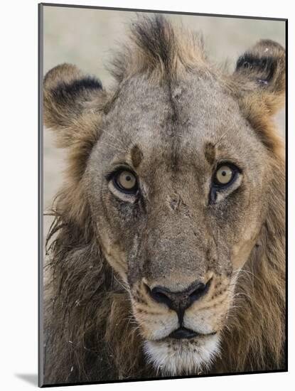 An adult male lion (Panthera leo), South Luangwa National Park, Zambia-Michael Nolan-Mounted Photographic Print