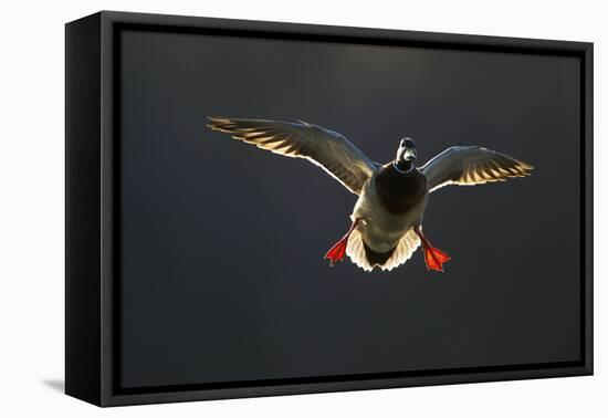 An Adult Male Mallard (Anas Platyrhynchos) Comes in to Land, Derbyshire, England, UK-Andrew Parkinson-Framed Premier Image Canvas