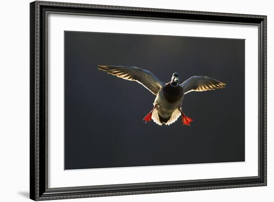 An Adult Male Mallard (Anas Platyrhynchos) Comes in to Land, Derbyshire, England, UK-Andrew Parkinson-Framed Photographic Print