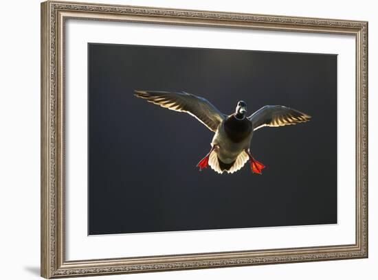 An Adult Male Mallard (Anas Platyrhynchos) Comes in to Land, Derbyshire, England, UK-Andrew Parkinson-Framed Photographic Print