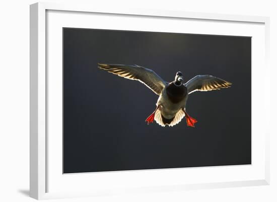 An Adult Male Mallard (Anas Platyrhynchos) Comes in to Land, Derbyshire, England, UK-Andrew Parkinson-Framed Photographic Print