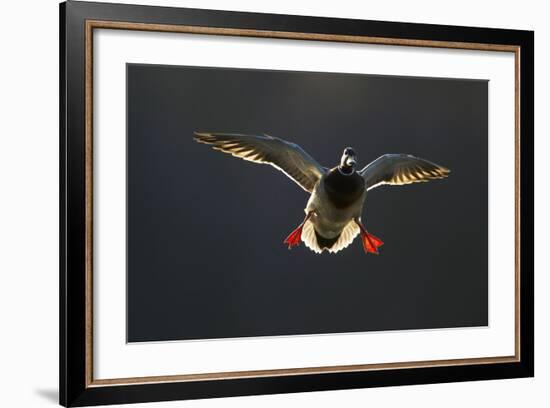 An Adult Male Mallard (Anas Platyrhynchos) Comes in to Land, Derbyshire, England, UK-Andrew Parkinson-Framed Photographic Print