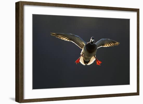 An Adult Male Mallard (Anas Platyrhynchos) Comes in to Land, Derbyshire, England, UK-Andrew Parkinson-Framed Photographic Print