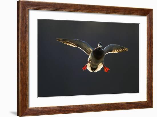 An Adult Male Mallard (Anas Platyrhynchos) Comes in to Land, Derbyshire, England, UK-Andrew Parkinson-Framed Photographic Print