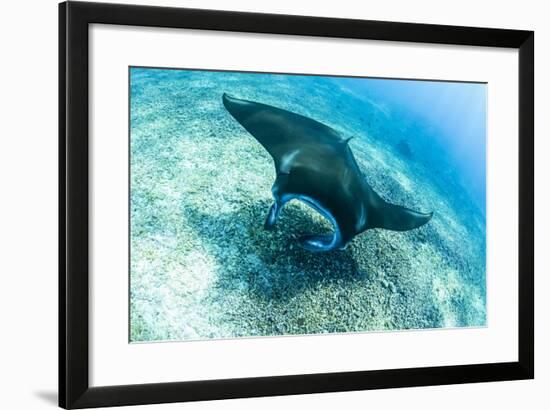 An adult manta ray at Makaser, Komodo Nat'l Park, Flores Sea, Indonesia, Southeast Asia-Michael Nolan-Framed Photographic Print