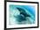 An adult manta ray at Makaser, Komodo Nat'l Park, Flores Sea, Indonesia, Southeast Asia-Michael Nolan-Framed Photographic Print