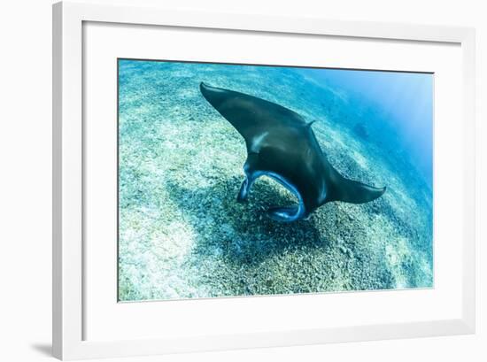 An adult manta ray at Makaser, Komodo Nat'l Park, Flores Sea, Indonesia, Southeast Asia-Michael Nolan-Framed Photographic Print