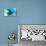 An adult manta ray at Makaser, Komodo Nat'l Park, Flores Sea, Indonesia, Southeast Asia-Michael Nolan-Premium Photographic Print displayed on a wall